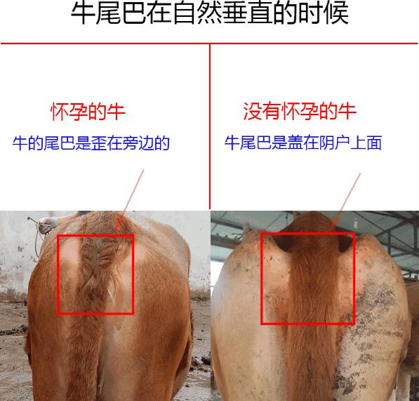 如何判断母牛是否怀孕